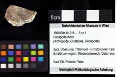 Foto (Objket + Etiketten) von Decapoda indet. 